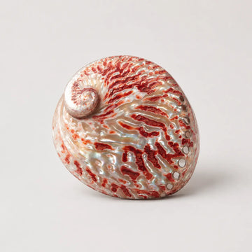 StillAura Red Abalone Shell Ritual Bowl; iridescent red home decor ornament, a unique accessory.