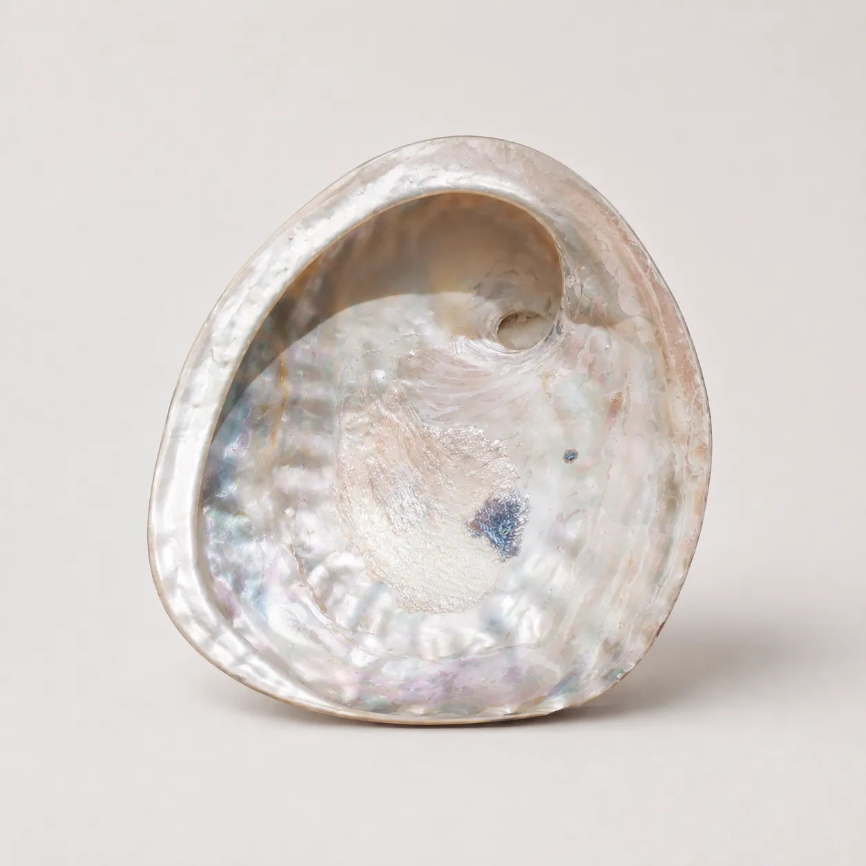 StillAura Red Abalone Shell Ritual Bowl home decor; vibrant iridescent red and brown ornament.