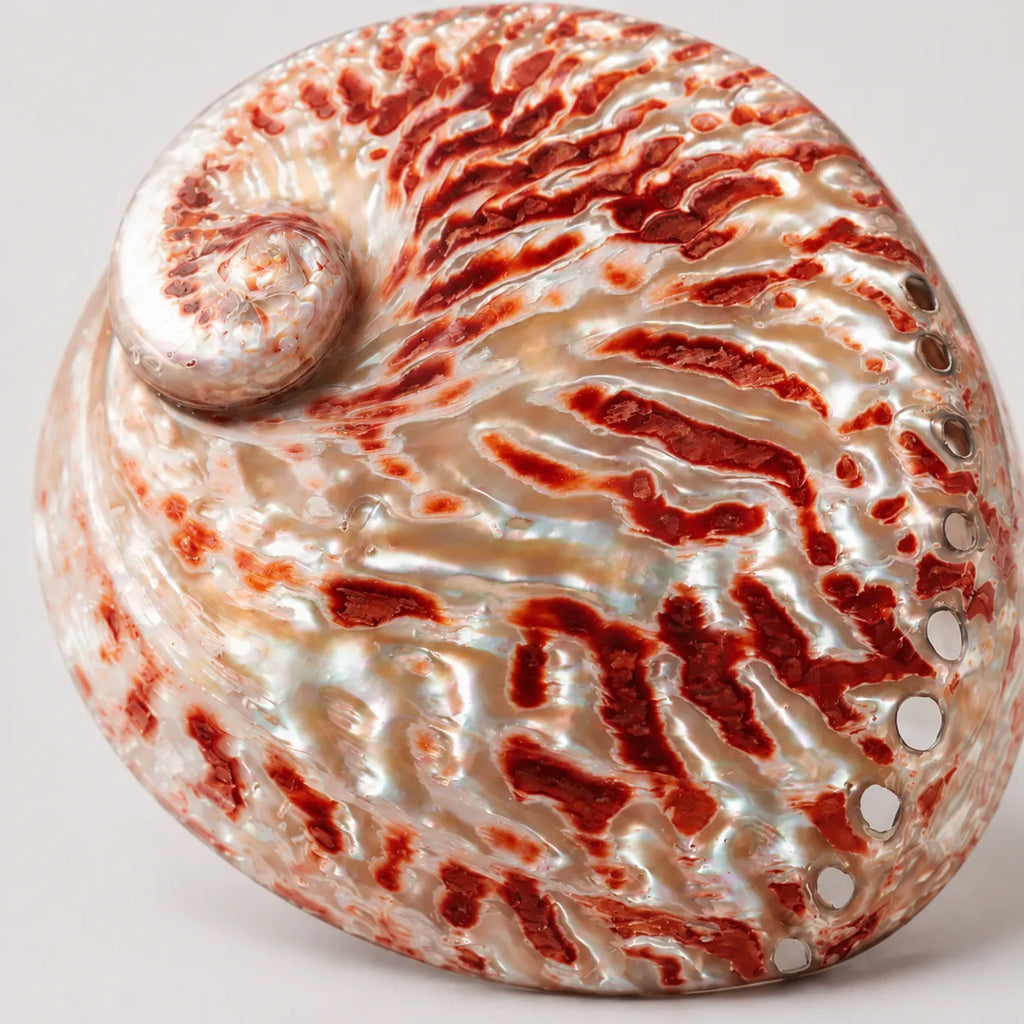 StillAura Red Abalone Shell Ritual Bowl; iridescent red home decor ornament, ideal for smudging.