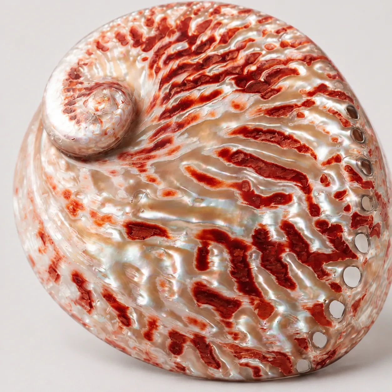StillAura Red Abalone Shell Ritual Bowl; iridescent red home decor ornament, ideal for smudging.