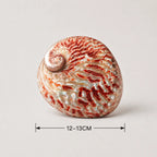 StillAura Red Abalone Shell Ritual Bowl, a vibrant red home accessory and ornament for rituals or home decor.