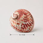 StillAura Red Abalone Shell Ritual Bowl, iridescent red home accessory ornament for spiritual decor.