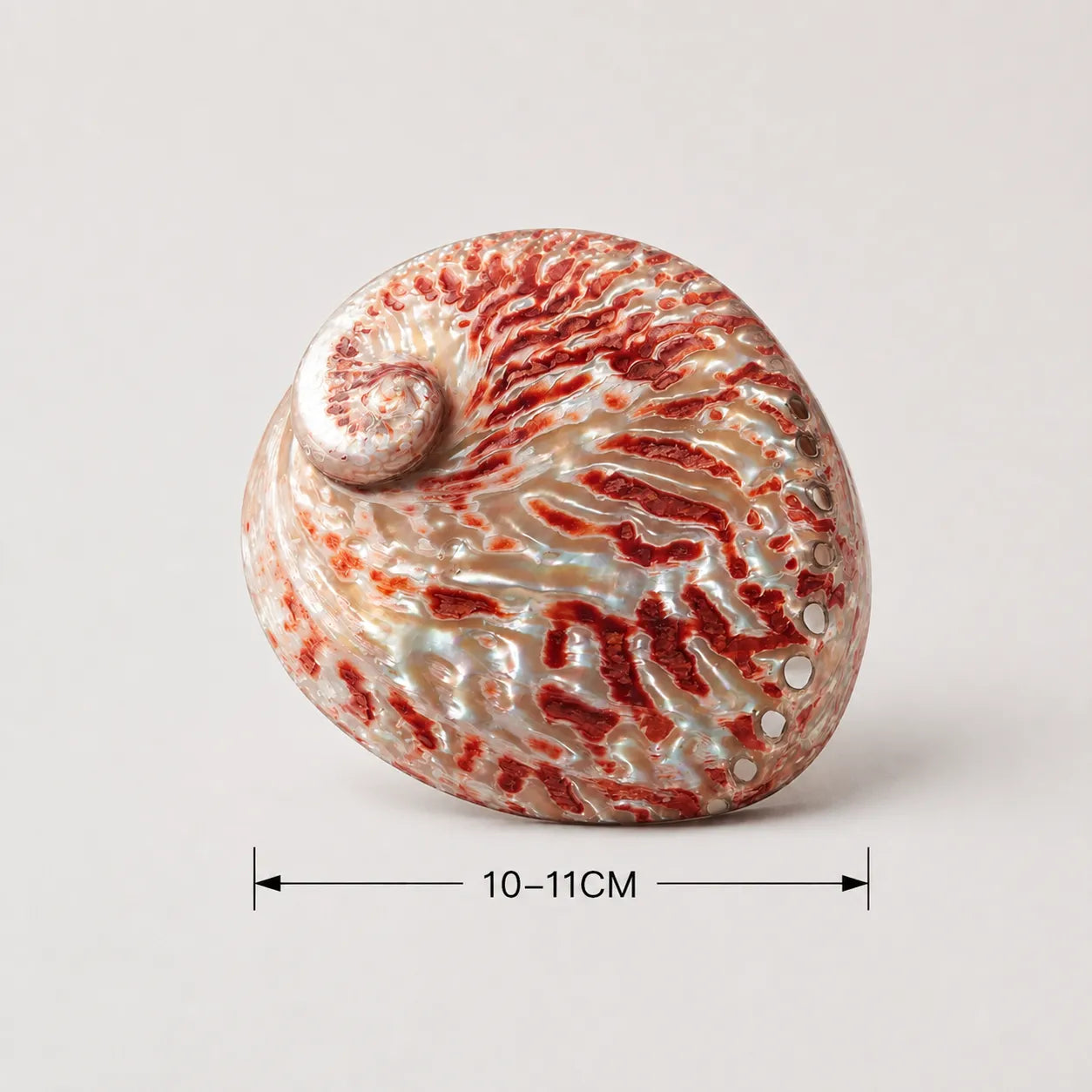 StillAura Red Abalone Shell Ritual Bowl, iridescent red home accessory ornament for spiritual decor.