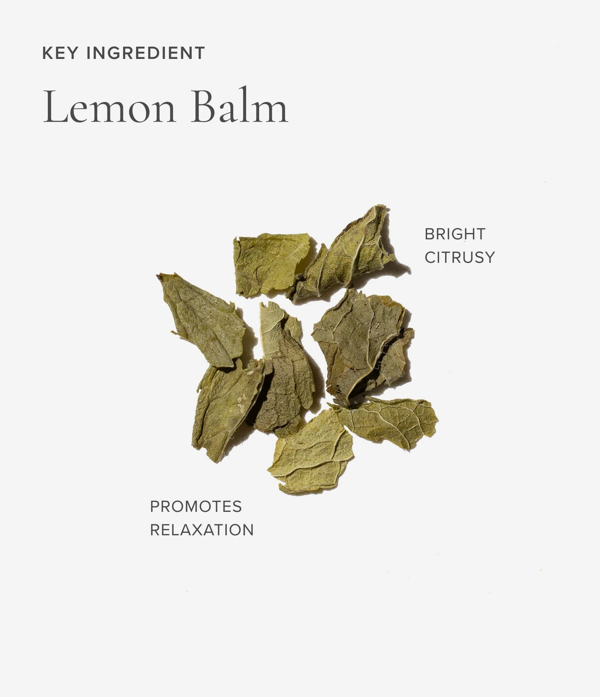 Lemon balm ingredient for Art of Tea Sleep tea