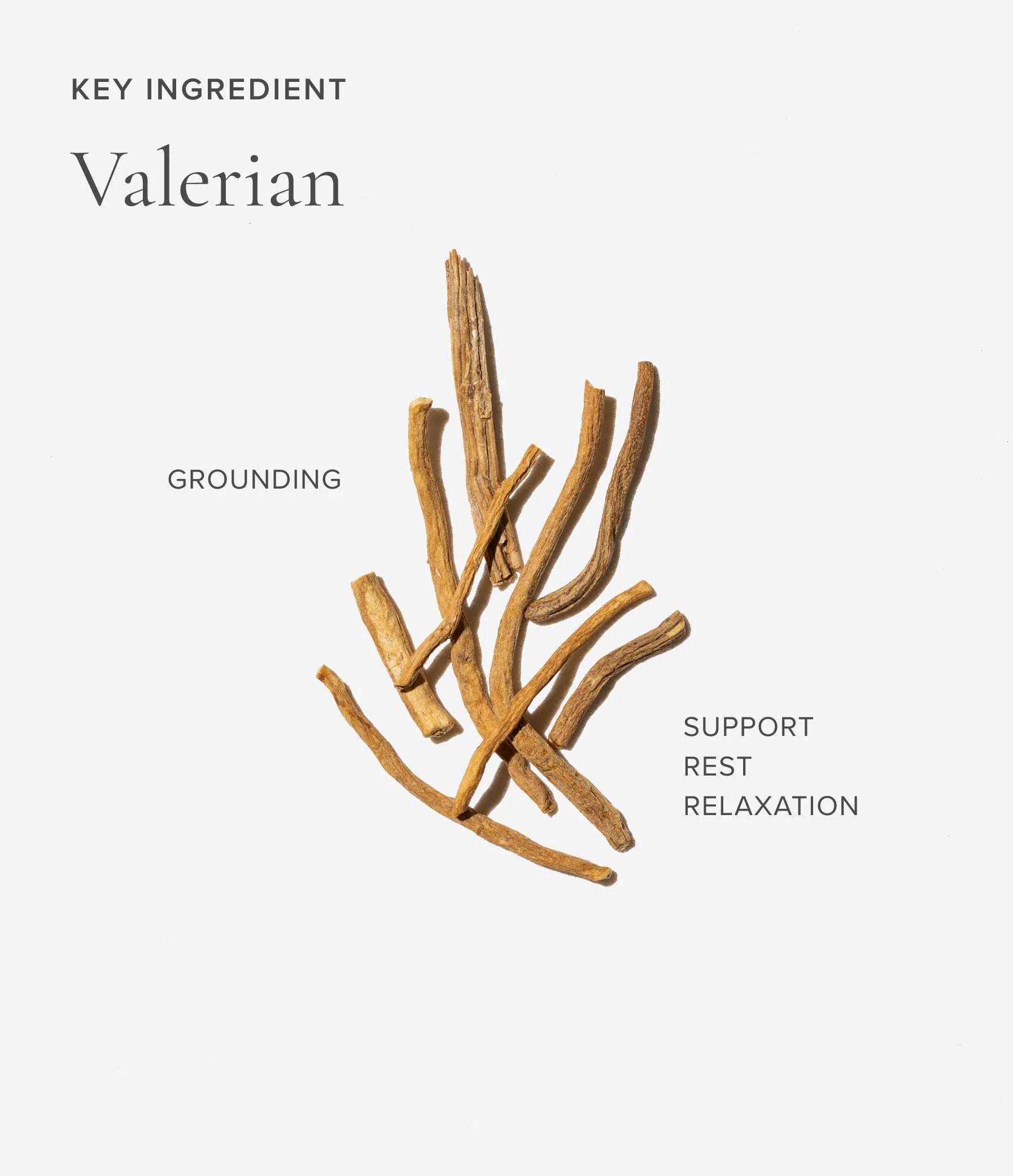 Valerian ingredient for Art of Tea Sleep tea
